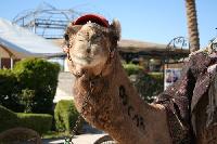 ������� �������.