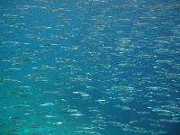 ���� �����