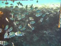 ��� �������� ��������