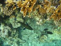 ��������� ��� Domina