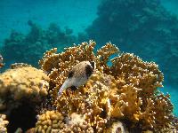 ��������� ��� Domina