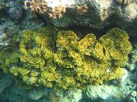 ��������� ��� Domina