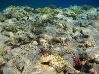 ��������� ��� Domina