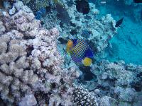 ����������� �����