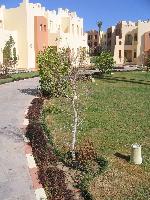 ������������ ����������