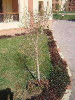 ��� ���� ���������