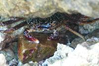 ������ �����