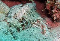 ����������� ������������