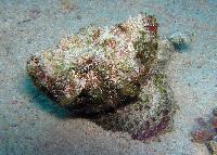 ��������� ������������