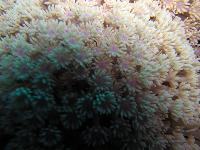 ��������� �����