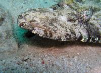 ����������� �����������