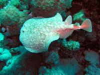 ����-������������� ������������� ����.