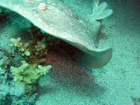 ������������� ����