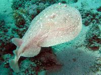 ���� �������������