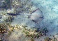 ������������� ���������