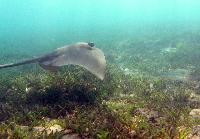 ������������� ���������