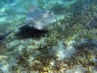 ����-���������