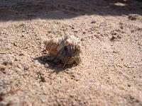 �� ������