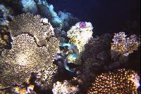 ����������� ����