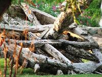 ������ ��������! ���������!