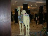 ���� ��������