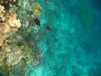 ��������� ���