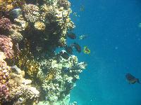 ��������� ���