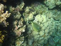 ��������� ���