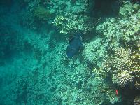 �������� ����