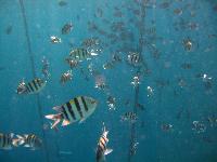 ��� ��������