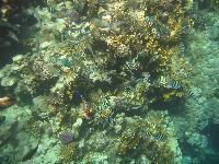 ��������� ���