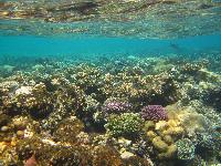 ��������� ���