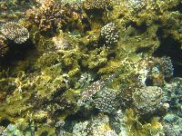 ��������� ���