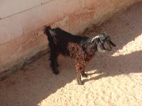 �����-���,� �������