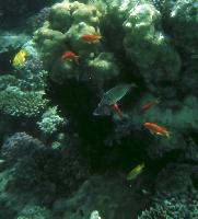 "������ ��������" �.��������