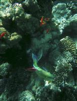 �����. ������ - ������.