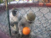 ������� � ����� Jasmine