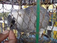 ����� ���������