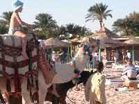 Shams Safaga. ��������� ��������� �� ������� ��������.