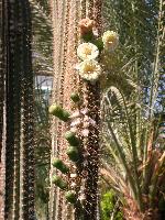 ��������� �����