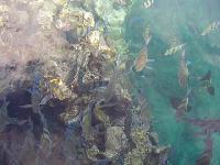 ��������� ��� � �������