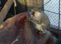 ����������� - ������!!!