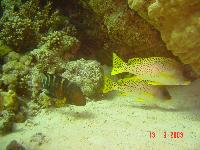 ������� ������