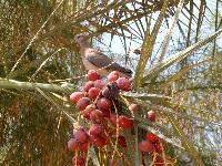 ����� ����