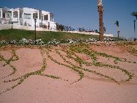 ��� ������ ������...