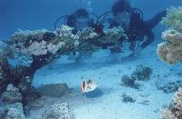 ��� �����