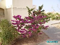 ������ �������