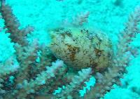 ���������� ������ - ����������� ����� !