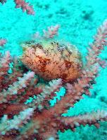 ����������� ����� 