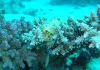 ����������� �����